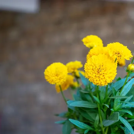 Ahr Altura Porto Rafael 4* Palau