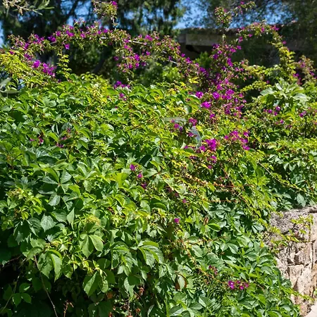 Ahr Altura Porto Rafael Hotel Palau