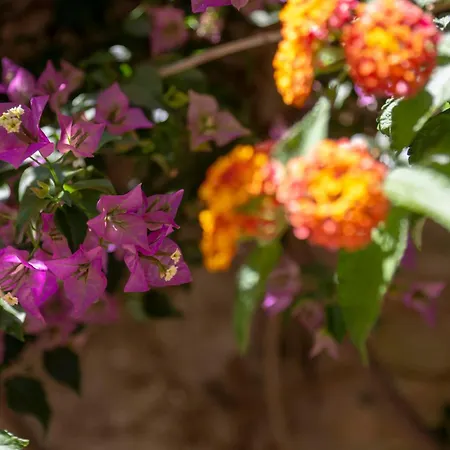 Ahr Altura Porto Rafael 4*