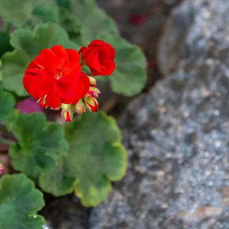 Ahr Altura Porto Rafael Hotel Palau