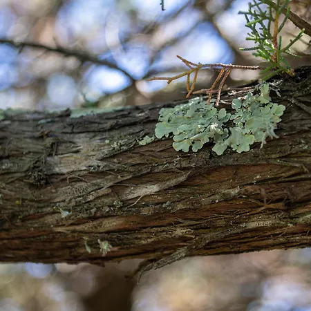 Ahr Altura Porto Rafael Hotel Palau