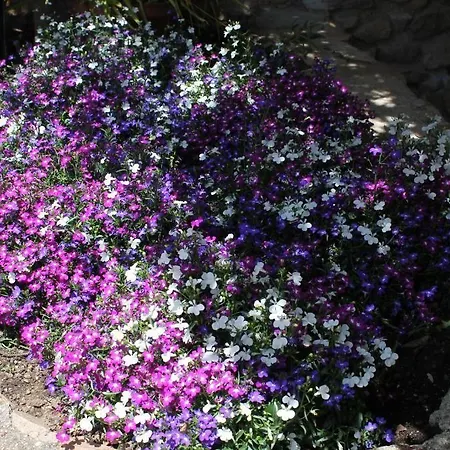 Ahr Altura Porto Rafael Hotel Palau